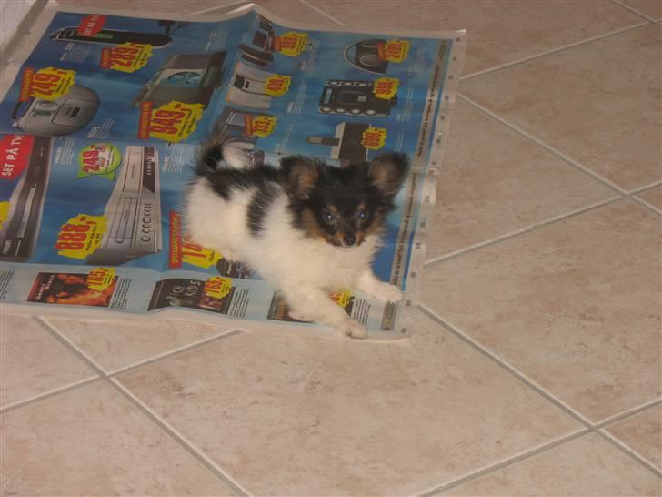 Papillon Chico billede 4