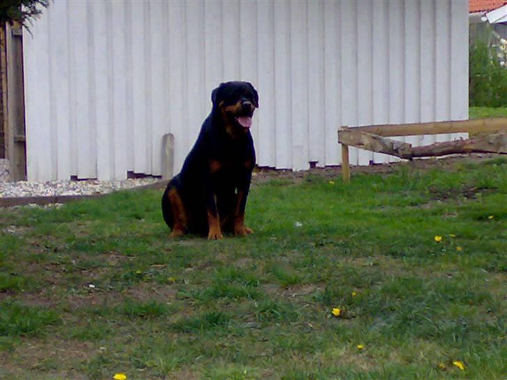 Rottweiler Britannia  - Sider lige og får et lille overblik billede 7