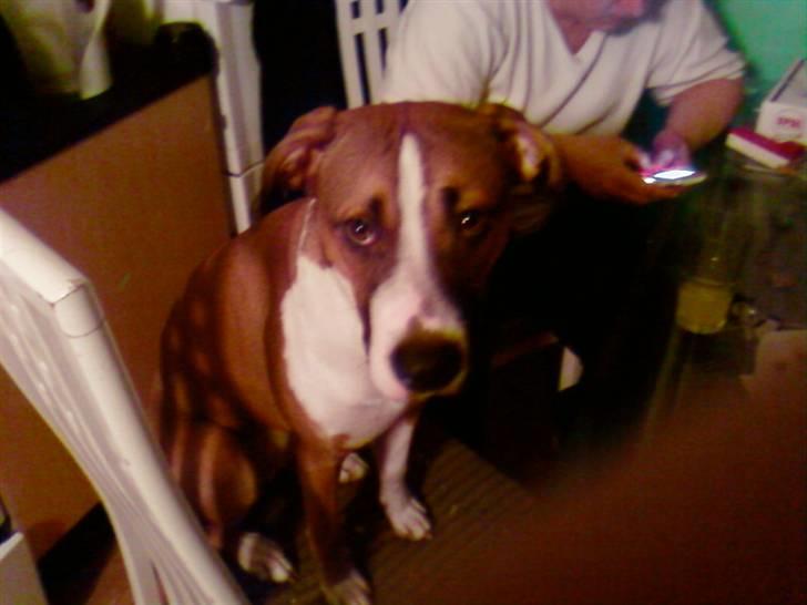 Blanding af racer gina billede 8