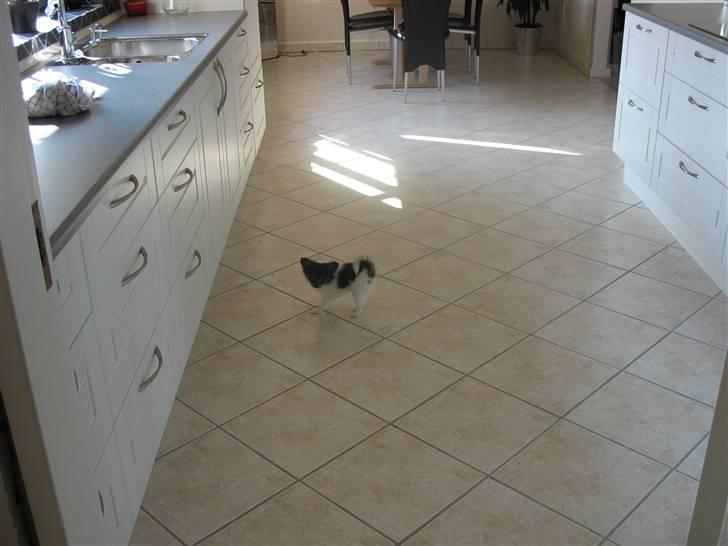 Papillon Chico billede 5
