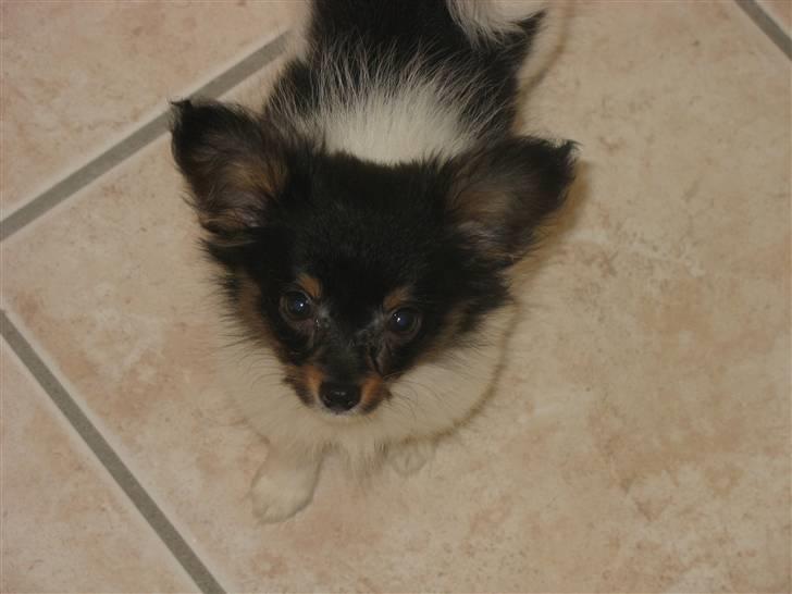 Papillon Chico billede 6