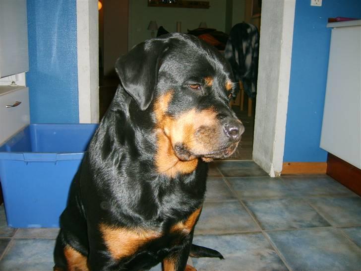 Rottweiler Britannia  billede 9