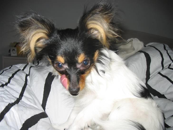 Papillon Chico billede 7
