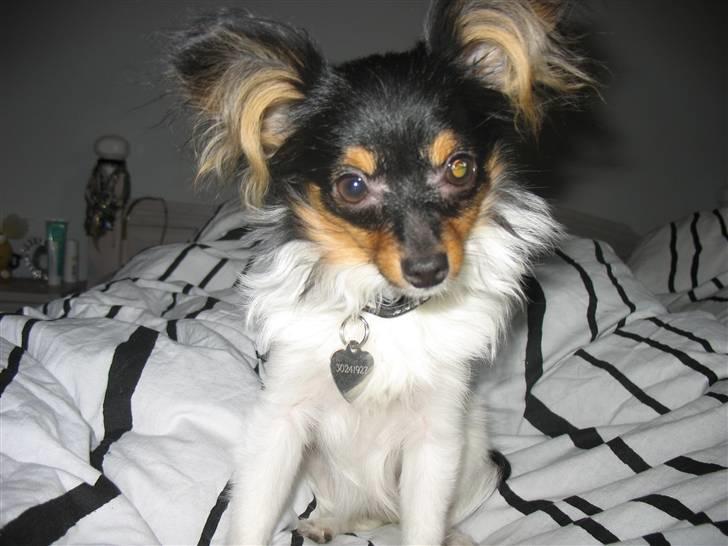 Papillon Chico billede 8