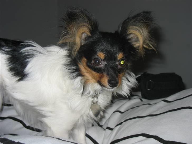 Papillon Chico billede 9