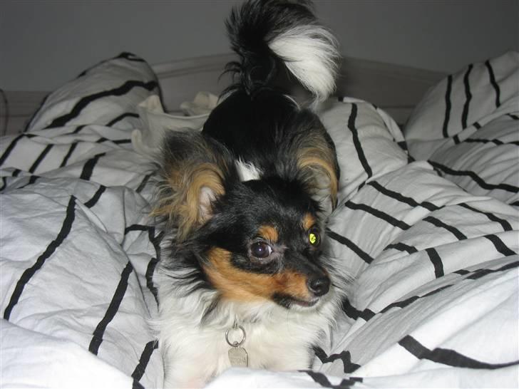 Papillon Chico billede 10