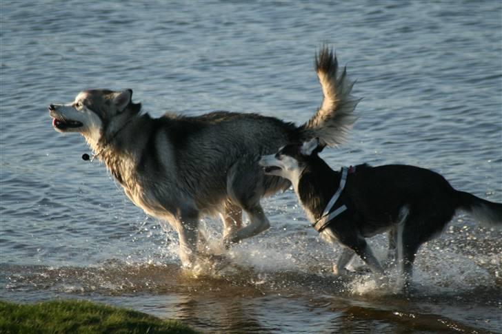 Alaskan malamute Isack (Dario Møller) - Kom vi løber billede 14