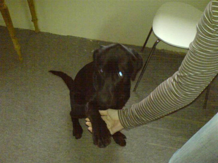 Blanding af racer Balou billede 2