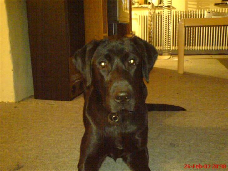 Blanding af racer Balou billede 3