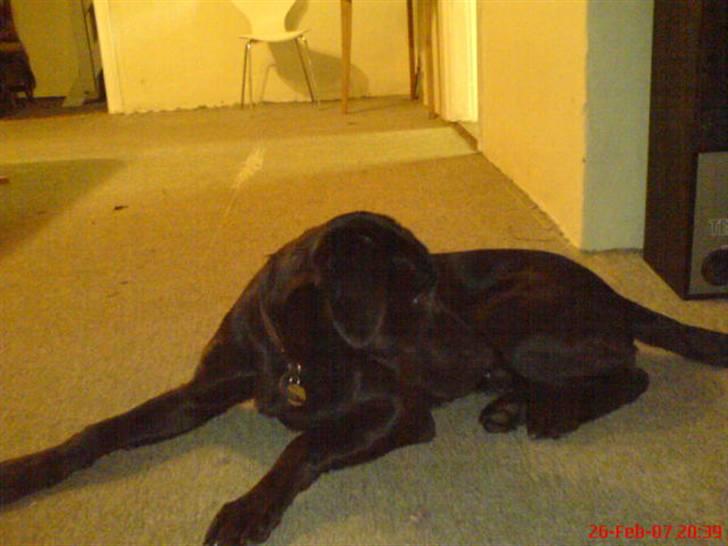 Blanding af racer Balou billede 4