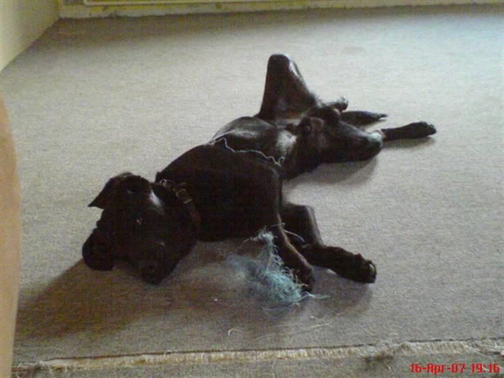 Blanding af racer Balou billede 5