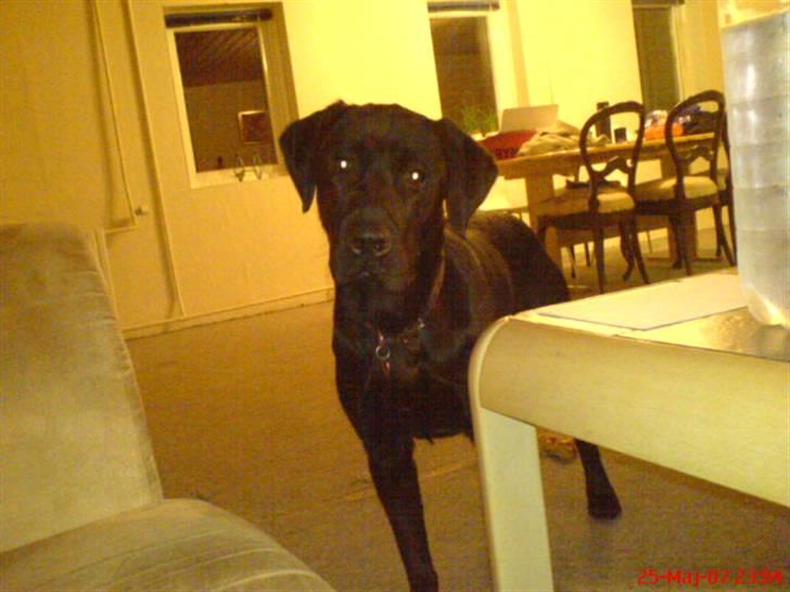 Blanding af racer Balou billede 7