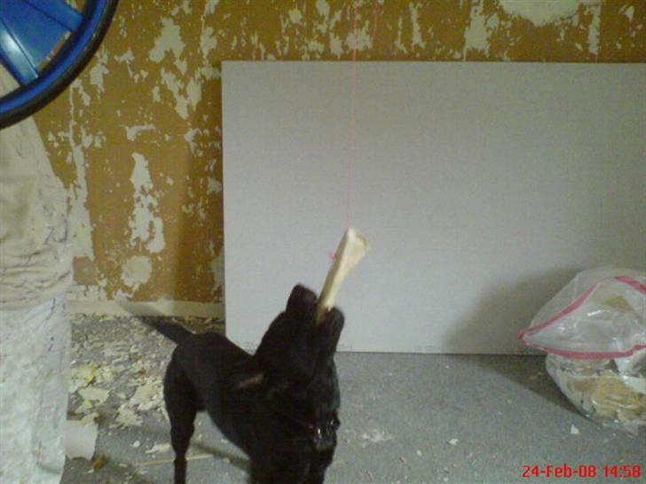 Blanding af racer Balou billede 8