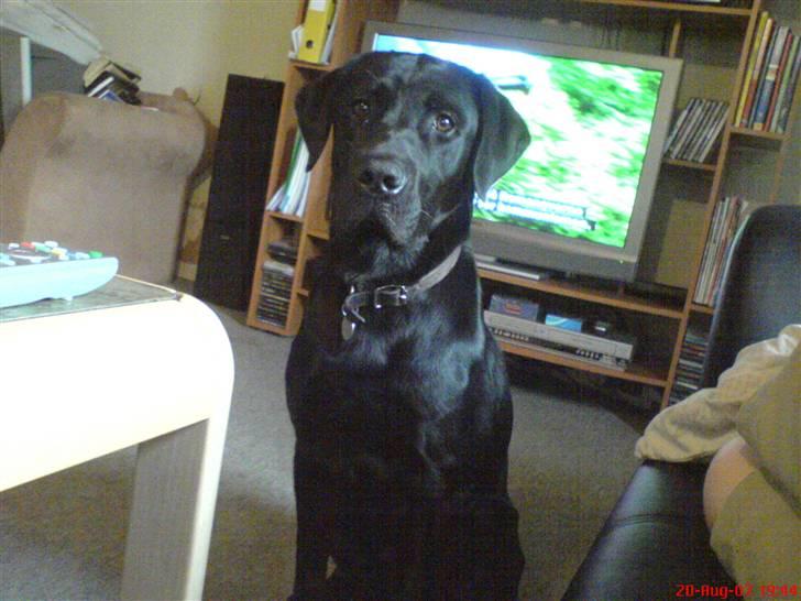 Blanding af racer Balou billede 10