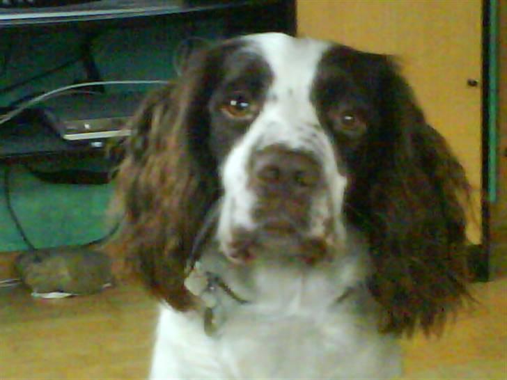 Engelsk springer spaniel Nala billede 1