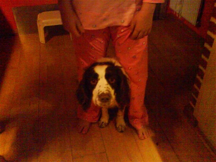 Engelsk springer spaniel Nala billede 2
