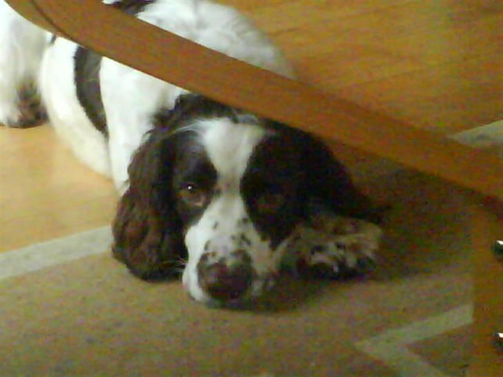 Engelsk springer spaniel Nala billede 3