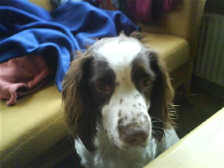 Engelsk springer spaniel Nala billede 4