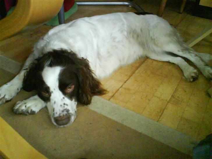 Engelsk springer spaniel Nala billede 5