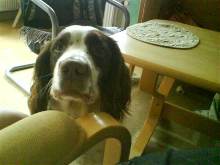 Engelsk springer spaniel Nala billede 6