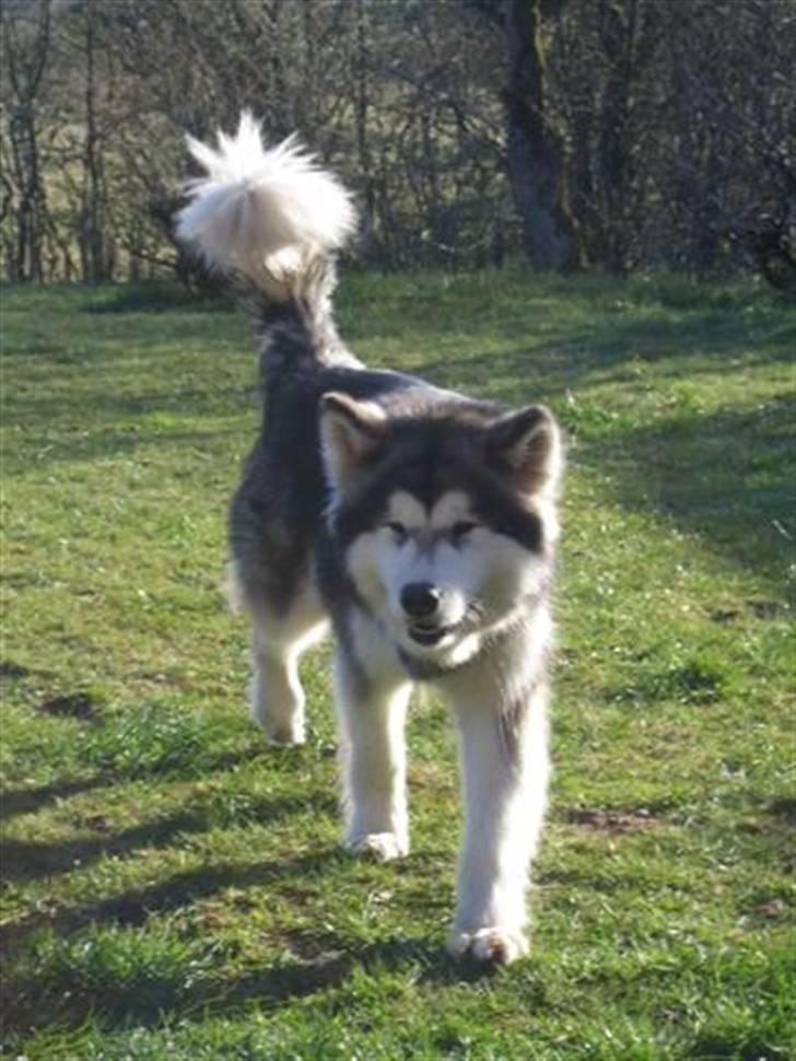 Alaskan malamute Ayrin - Ayrins første dag herhjemme... billede 4