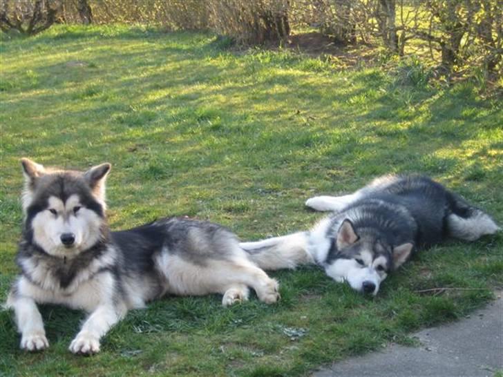Alaskan malamute Ayrin - Efter flere timer med leg er det tid til at slappe af sammen med Bowie billede 5
