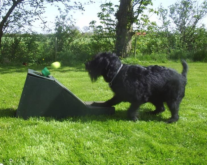 Blanding af racer Kiki - RIP - Flyball er en af Kikis yndlingsaktiviteter, og vi træner på fuld knald, for vi skal til at lave opvisning med det. billede 5