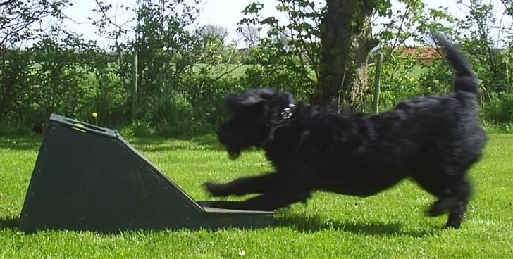 Blanding af racer Kiki - RIP billede 6