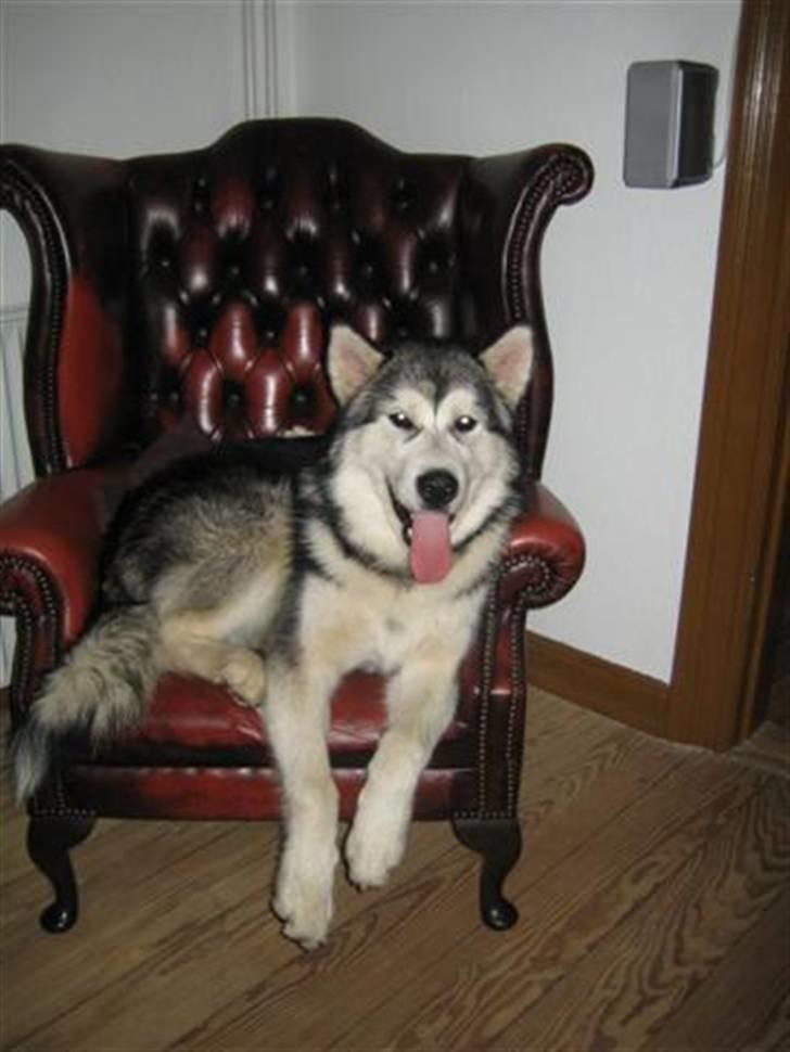 Alaskan malamute Bowie - Så fandt kongen sin trone... billede 12