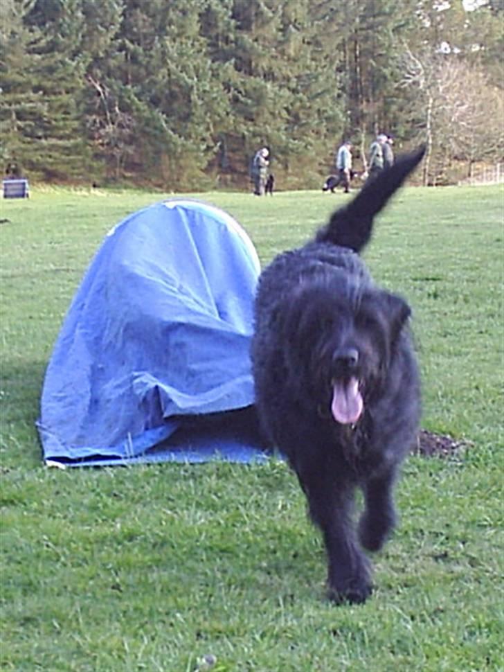 Blanding af racer Kiki - RIP - Det er sjovt at lege med redskaberne fra agility, her er hun lige kommet igennem posen. billede 7