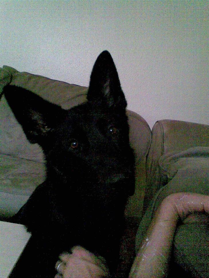 Schæferhund Codie R.I.P. - Heej med dig billede 4