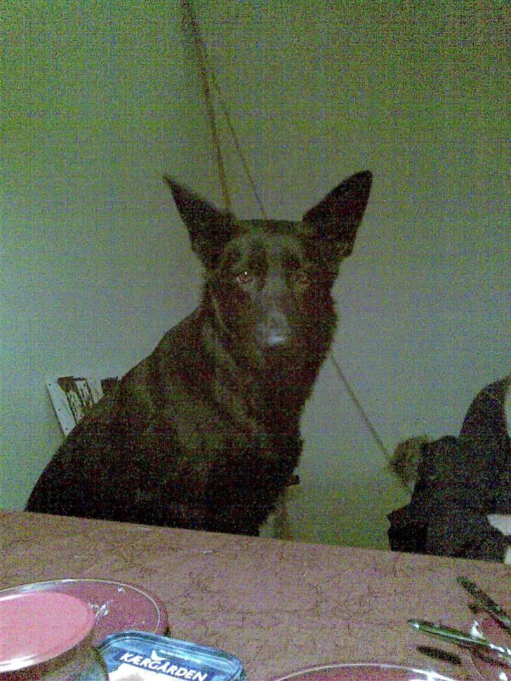 Schæferhund Codie R.I.P. - jaja de er færdige med at spise så jeg må godt side her.. billede 5