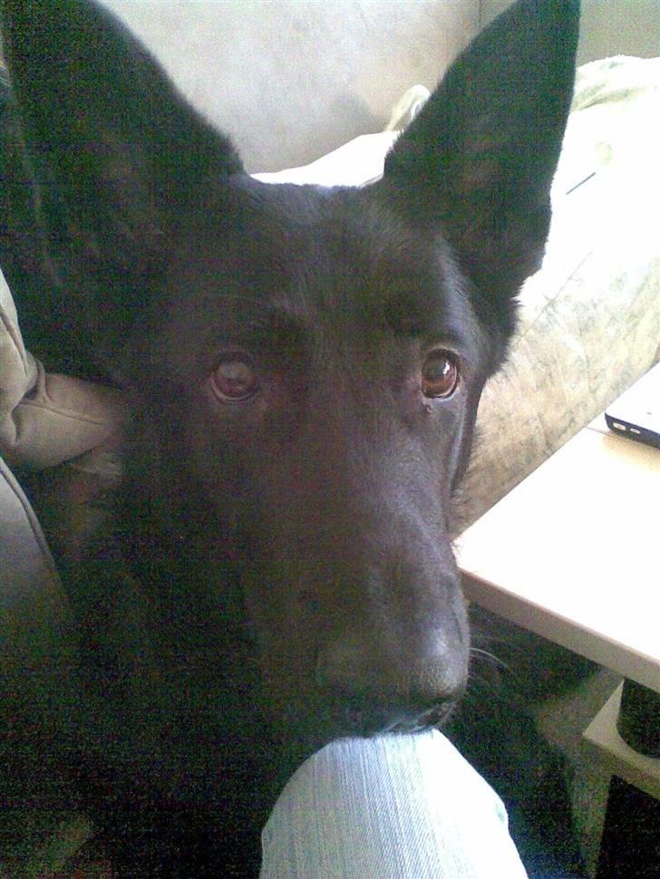 Schæferhund Codie R.I.P. - hva øhh er du nærsynet eller hvad ??  billede 6