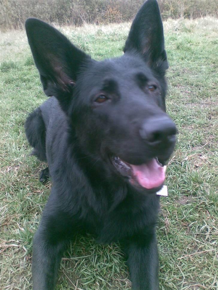 Schæferhund Codie R.I.P. - se hvor dygtig jeg er .  billede 7