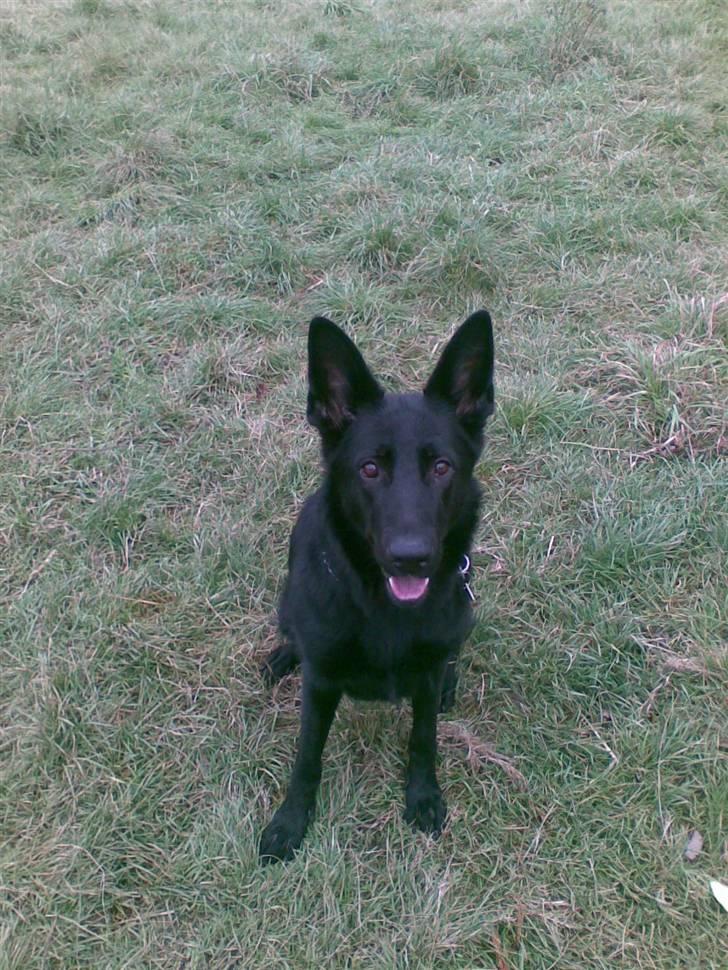 Schæferhund Codie R.I.P. - er jeg ikke fin. det sys min familie billede 8