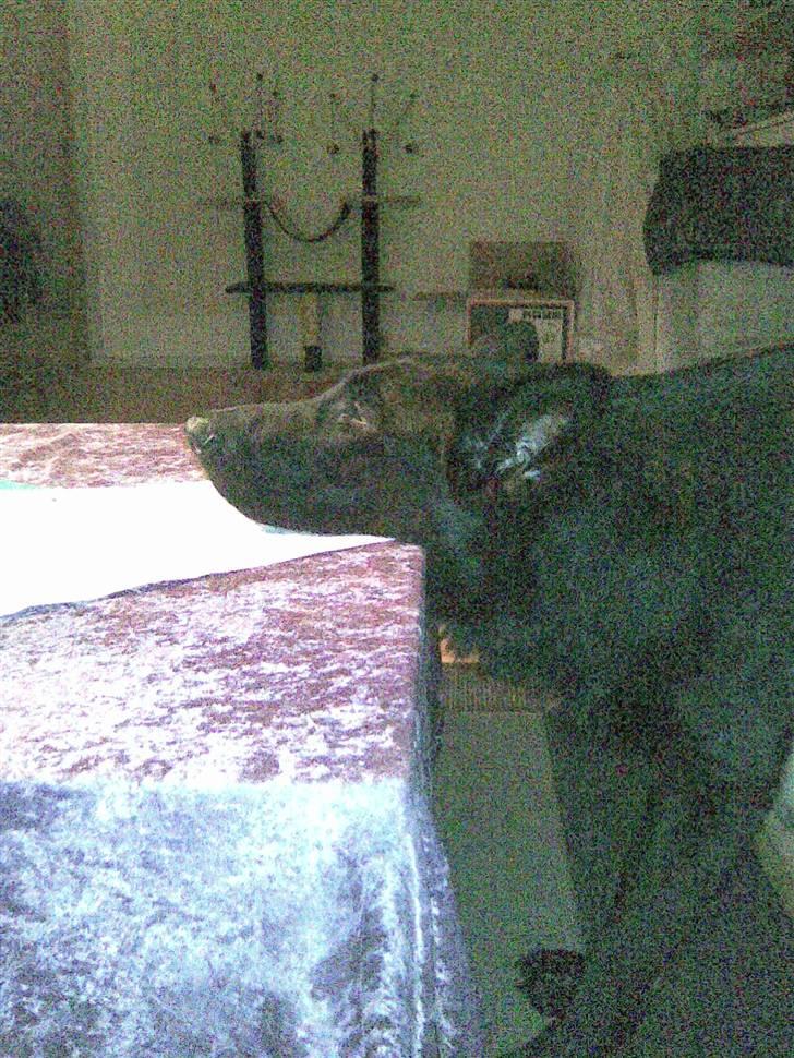 Schæferhund Codie R.I.P. - man kan altså godt sove sådan her, hvis man er træt nok. og det blev jeg på vej ned af sofaen billede 9