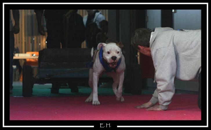 Amerikansk bulldog American Angel - Angel blev Euro Mester 2008 in 80lbs class...... yes.. billede 19