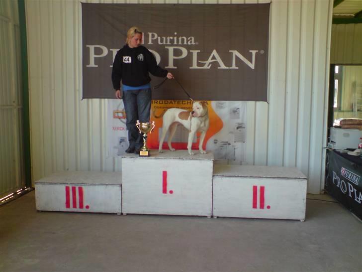 Amerikansk bulldog American Angel - Bedst in Show...Ungarn billede 20