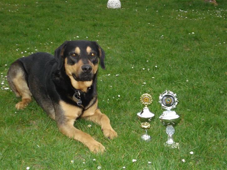 Blanding af racer Dali - Dali med sine to fine pokaler! billede 19