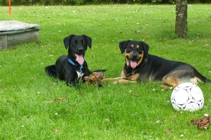 Blanding af racer Dali - Dali & Loui slapper af efter en spæner i haven billede 20