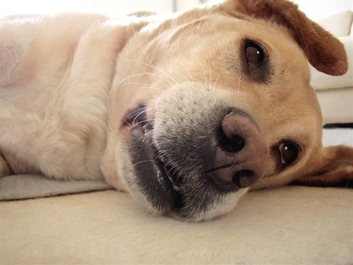 Labrador retriever Anton - Ahhhhh...... det her eeeeeelsker jeg billede 1