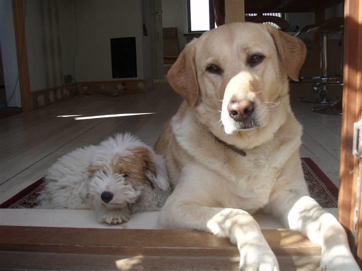 Labrador retriever Anton - DIg og mig billede 3