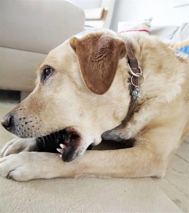 Labrador retriever Anton - At tygge i "KONG" legetøjet er det bedste billede 4