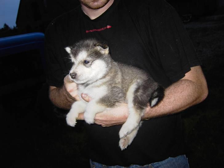 Alaskan malamute Cody - 4 uger billede 10