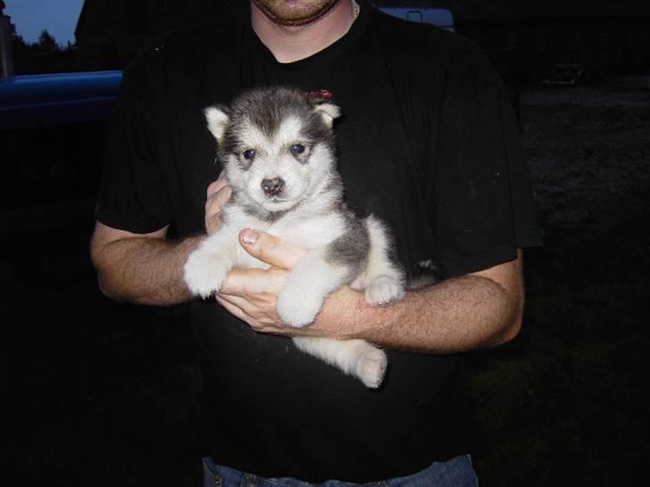 Alaskan malamute Cody - 4 uger.. billede 11