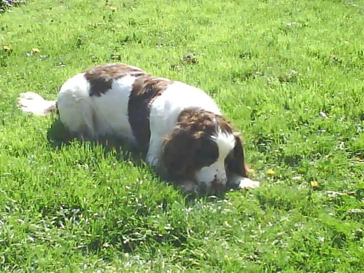 Engelsk springer spaniel Nala billede 7