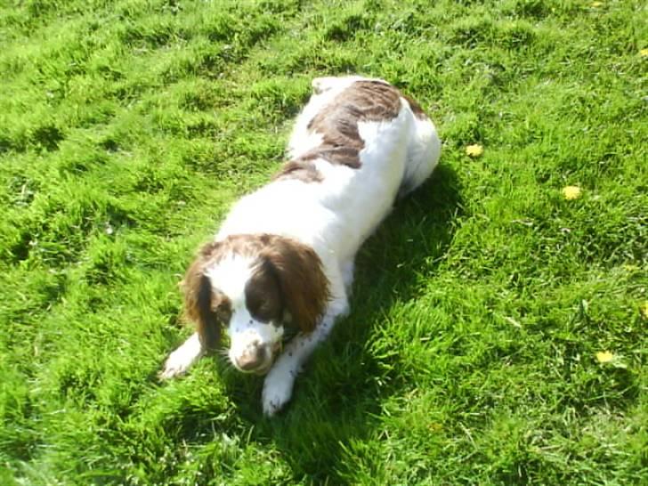Engelsk springer spaniel Nala billede 8
