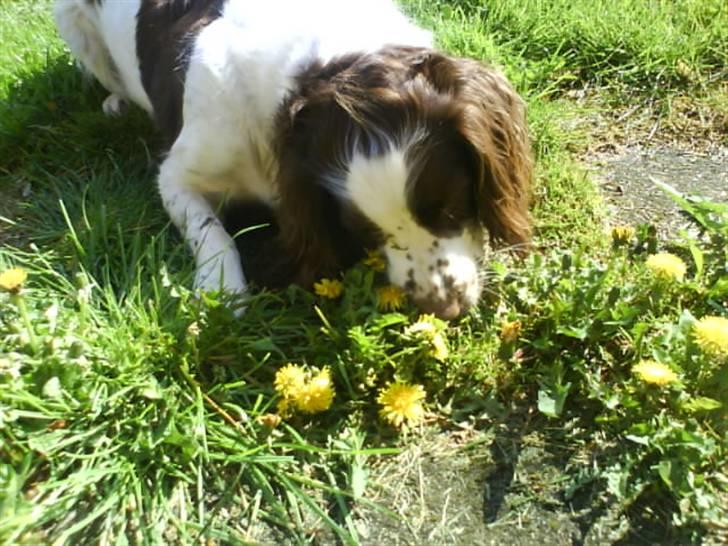 Engelsk springer spaniel Nala billede 9