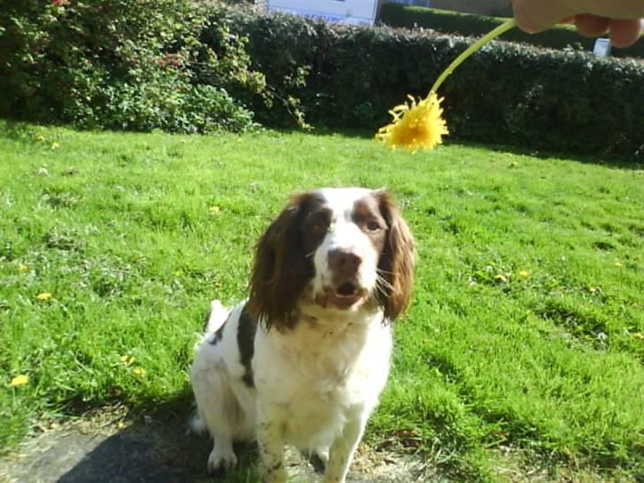 Engelsk springer spaniel Nala billede 10