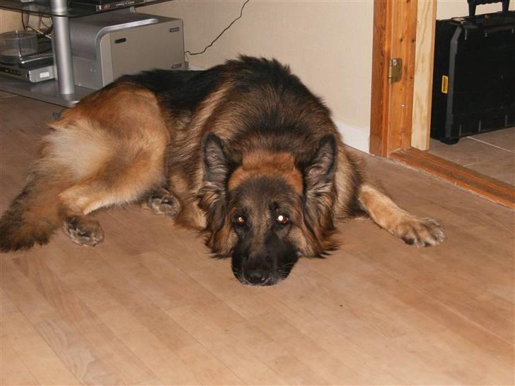 Schæferhund Berani´s Eiko. Bamse billede 1